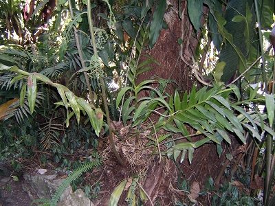 Epidendrum raniferum